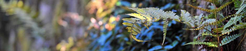 Litter Box Solutions